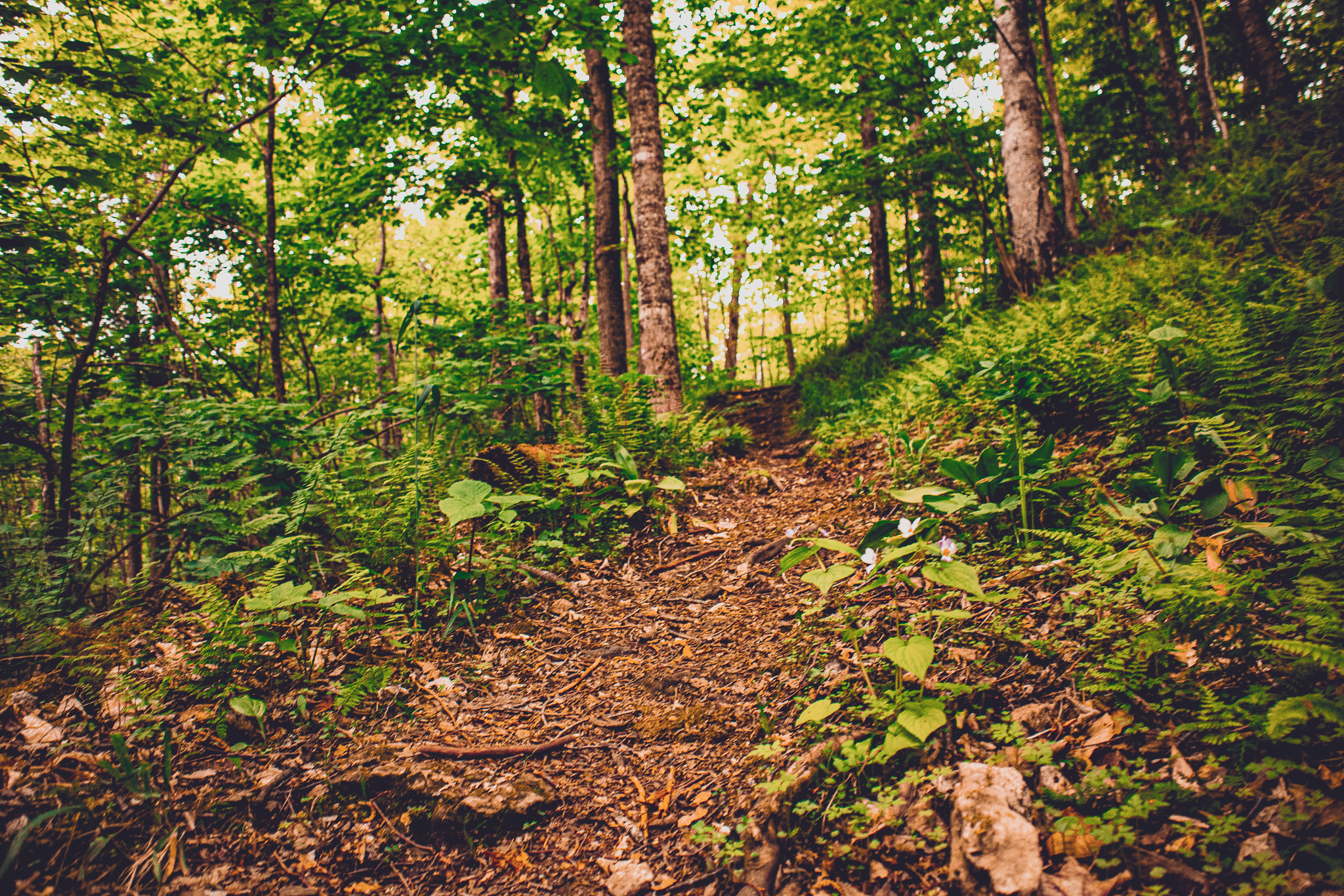 Thordarson Trail Loop: Rock Island State Park